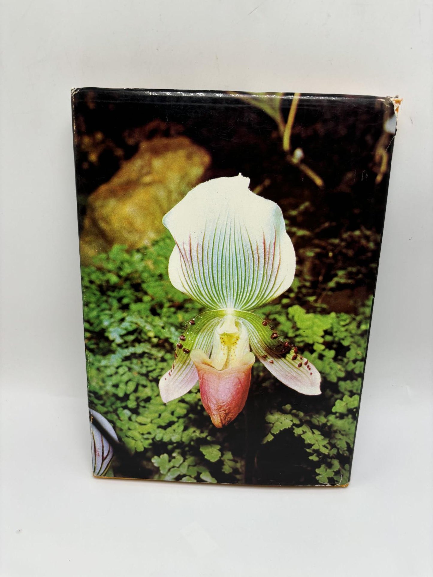 Beautiful Thai Orchid Species