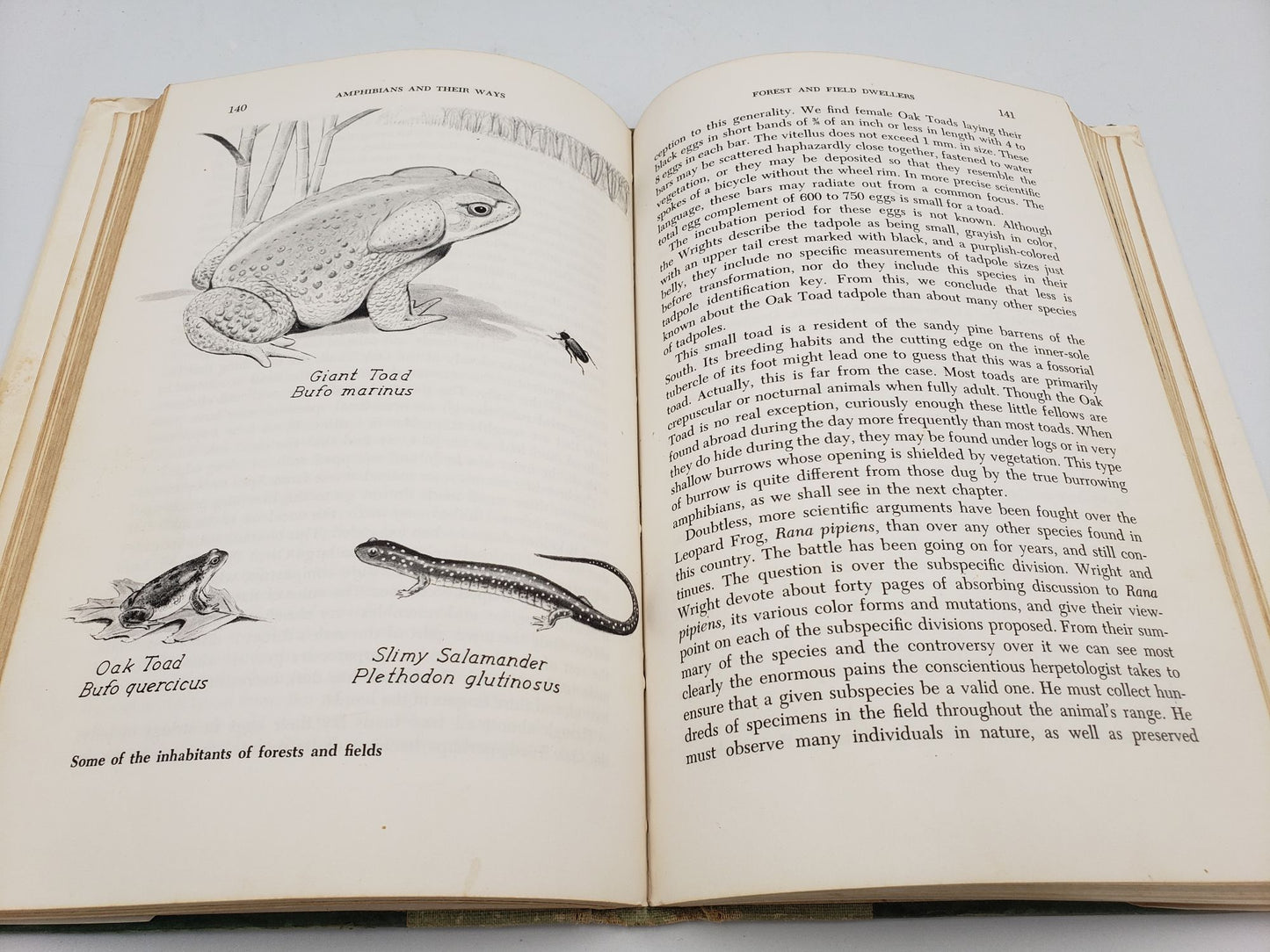 Amphibians and their ways