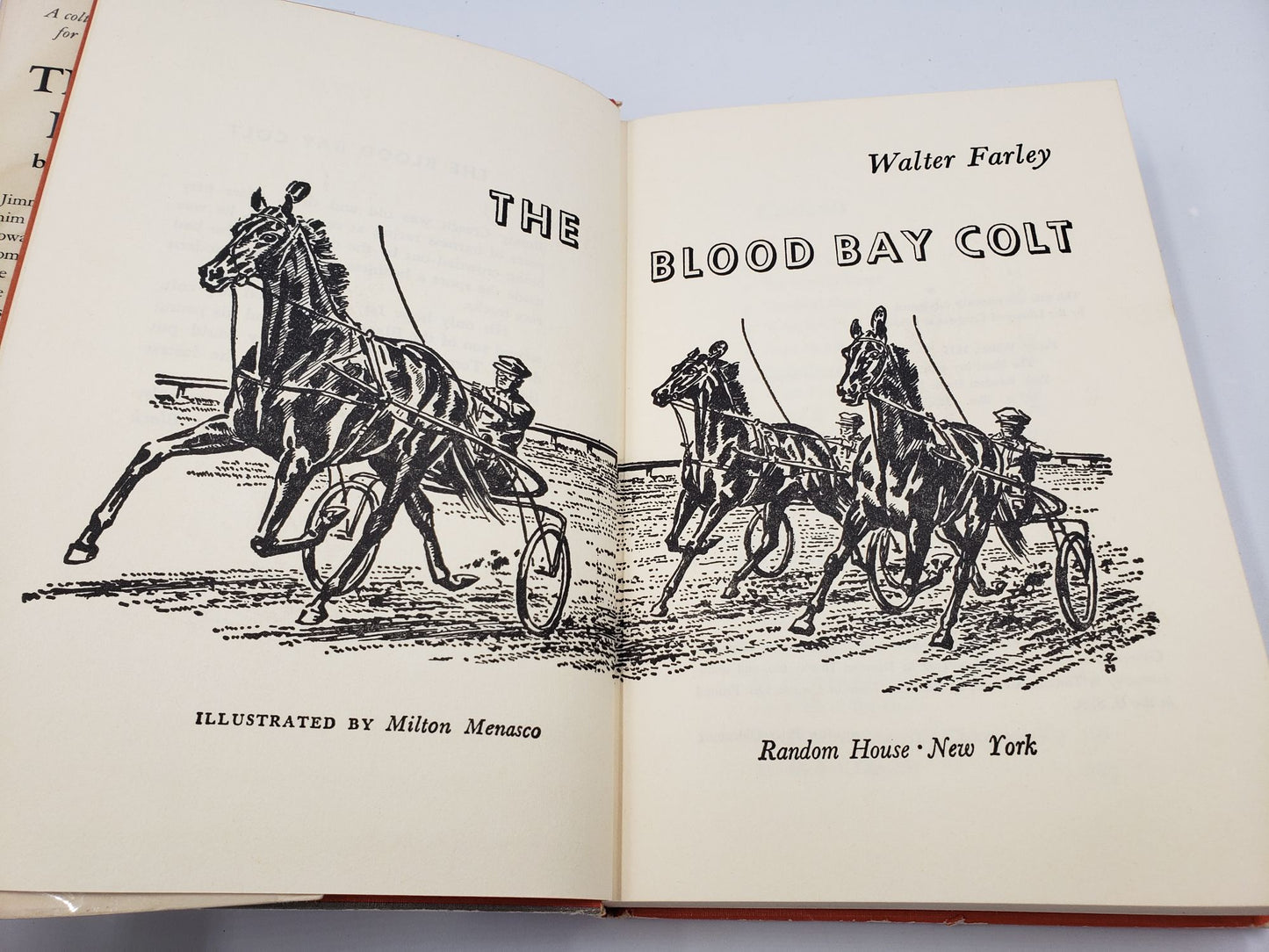 The Blood Bay Colt