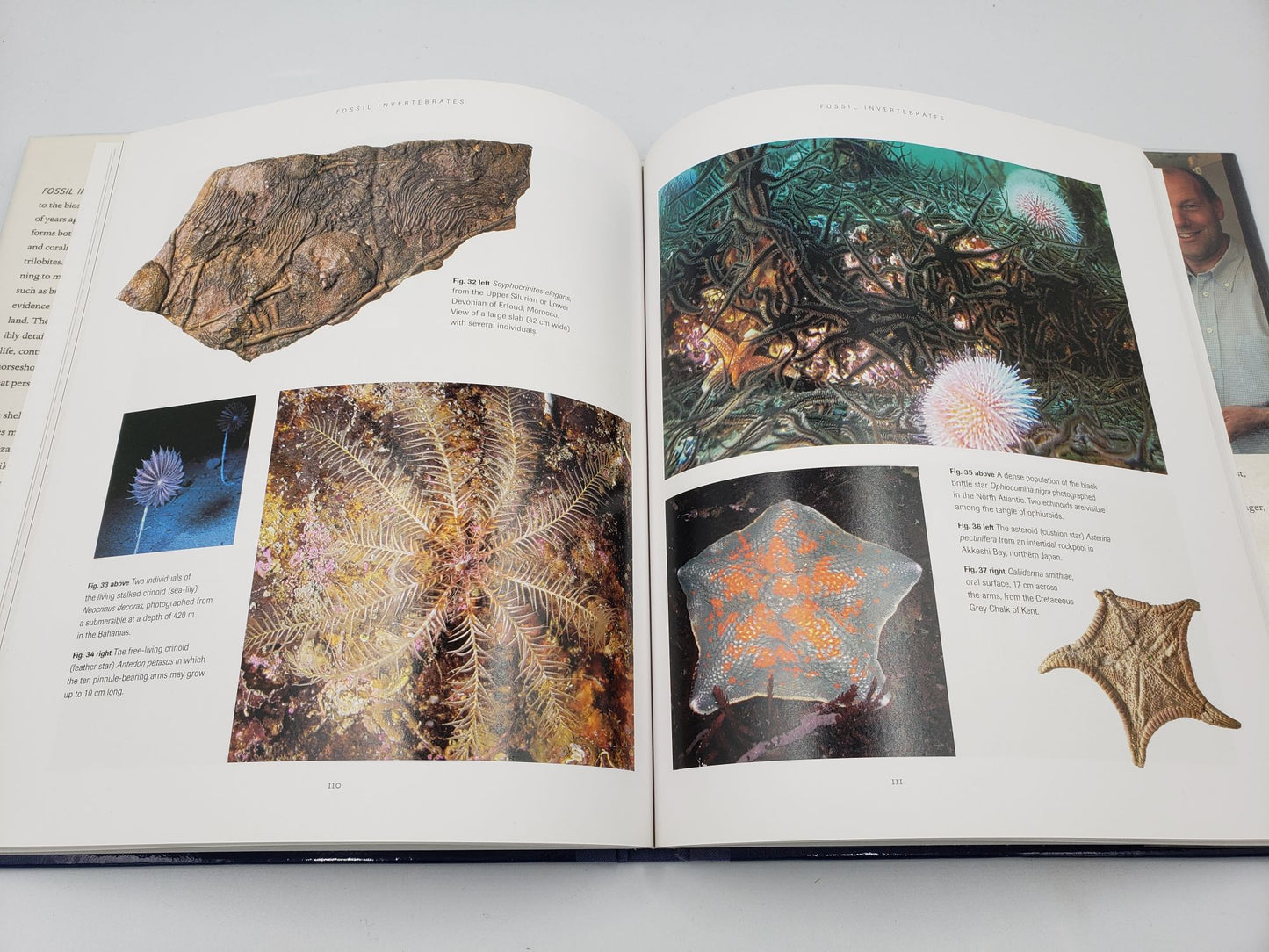 Fossil Invertebrates