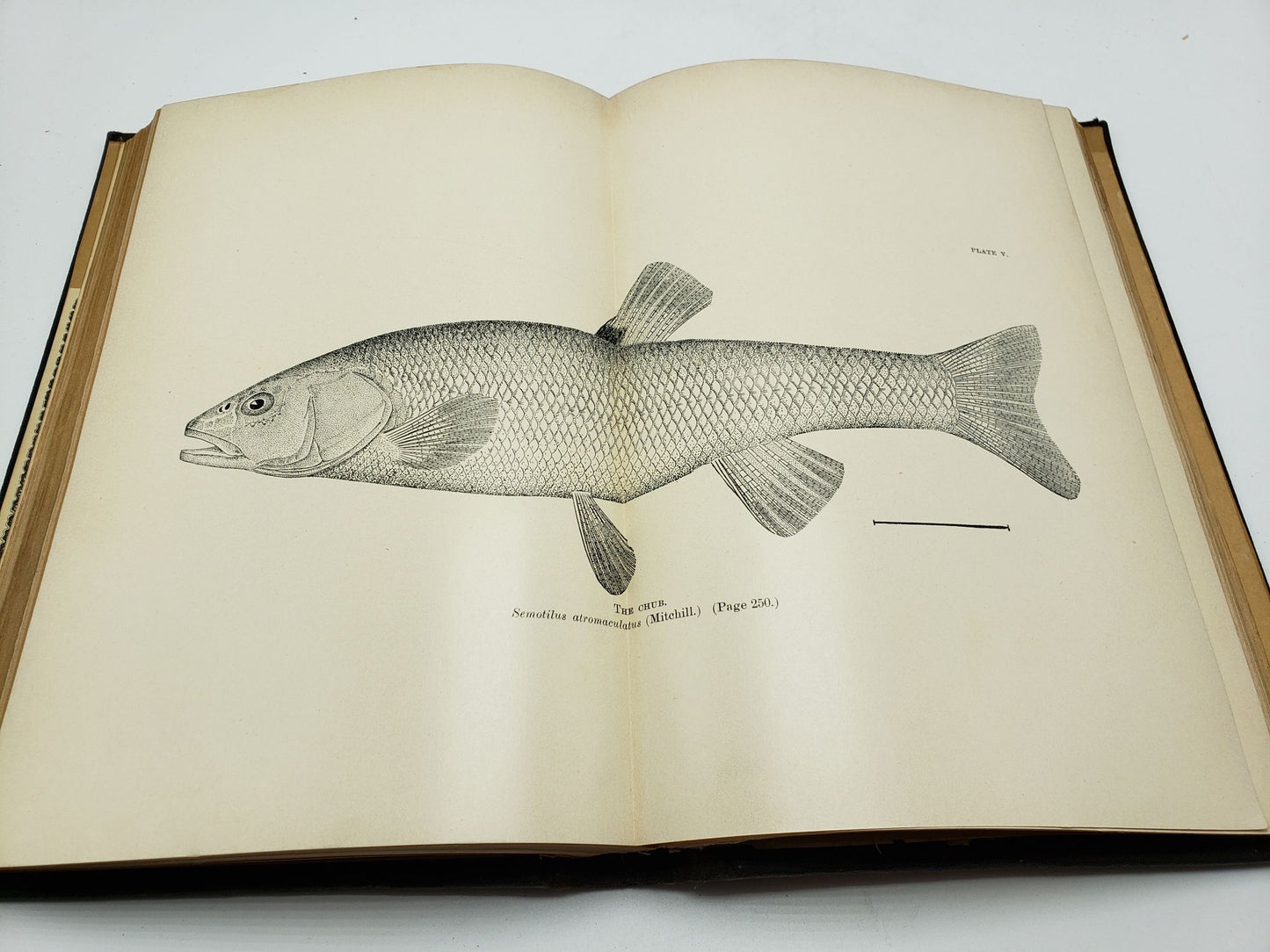 Annual Report of the Geological Survey of Arkansas for 1891: Miscellaneous Reports (Volume 2)