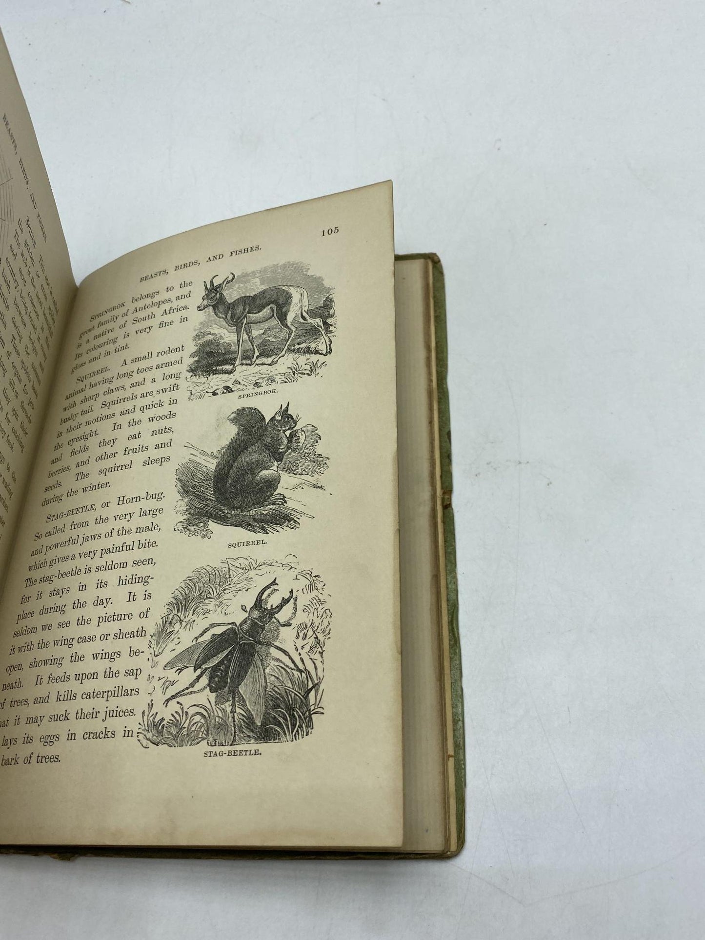 The Favourite Book of Beasts, Birds, And Fishes
