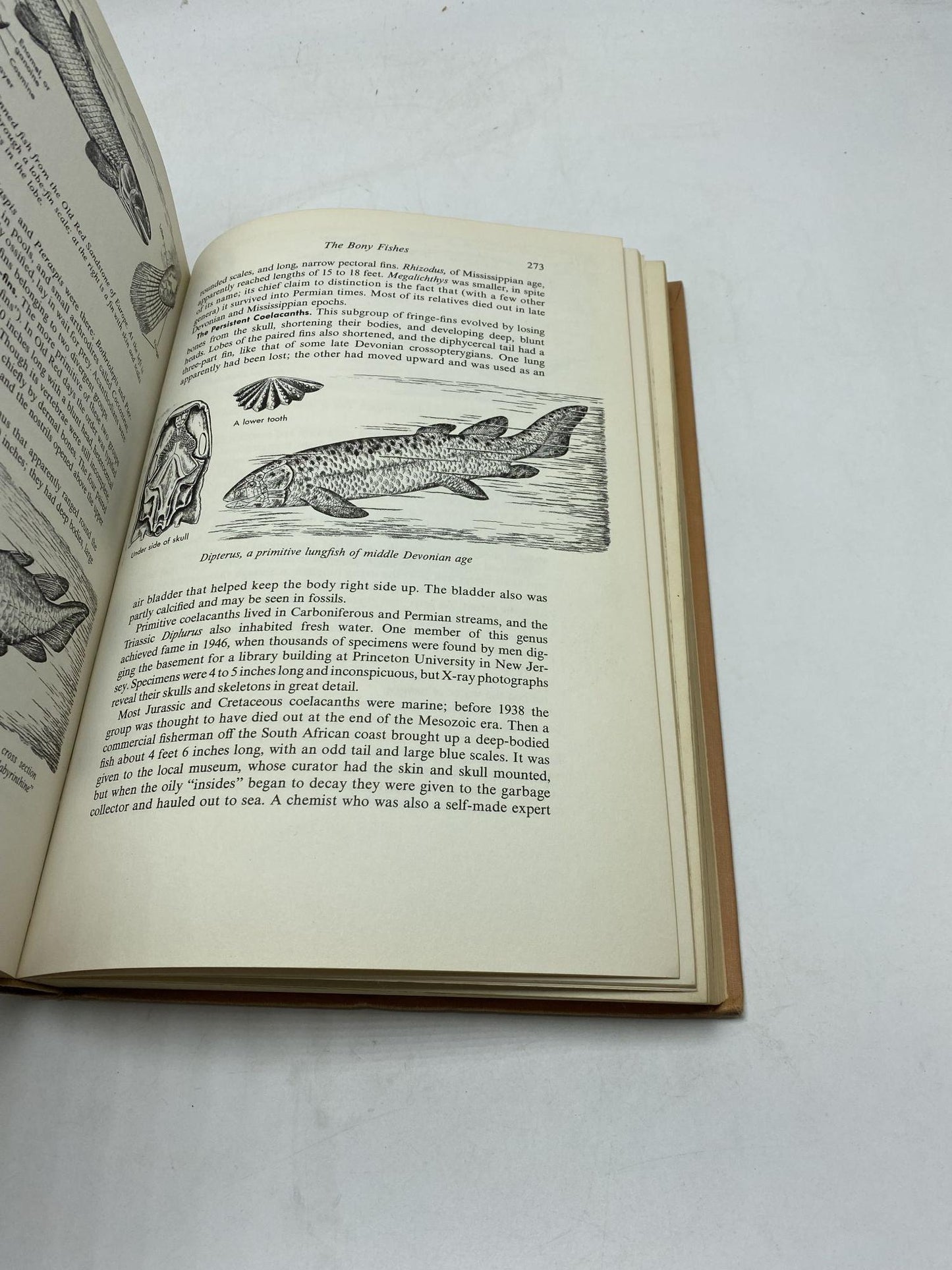 The Fossil Book: A Record Of Prehistoric Life