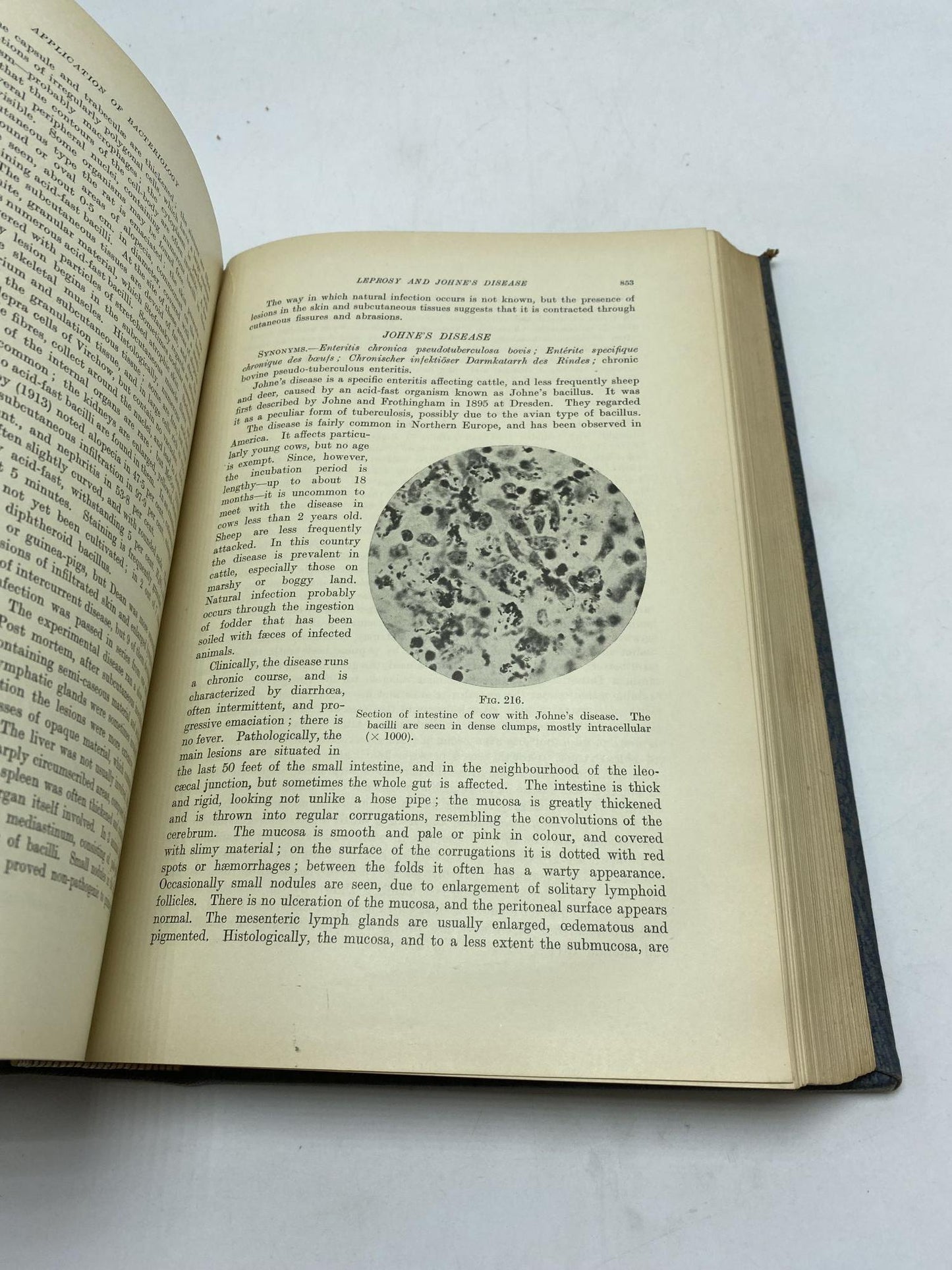 The Principles of Bacteriology and Immunity (2 Volumes)