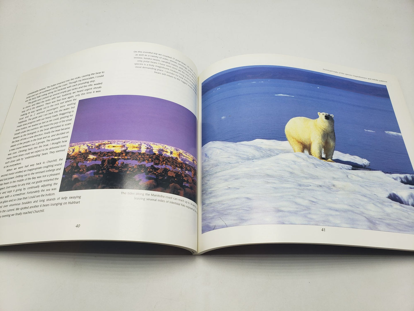 Polar Bear Encounters at Churchill