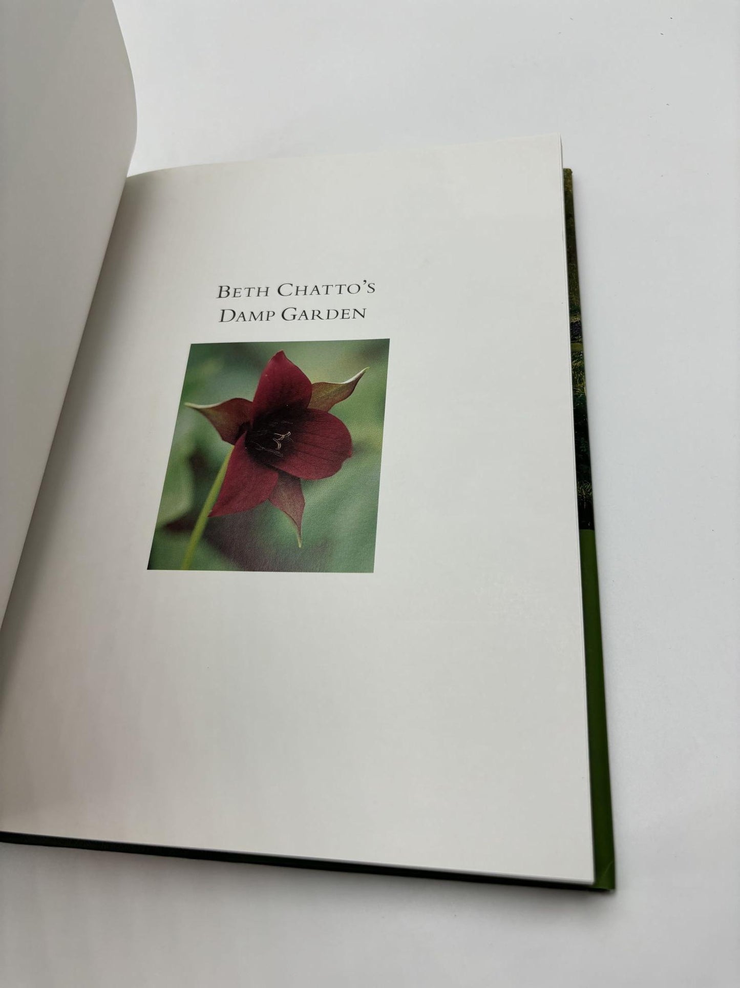 Beth Chatto's Damp Garden: Moisture-Loving Plants For Year-Round Interest