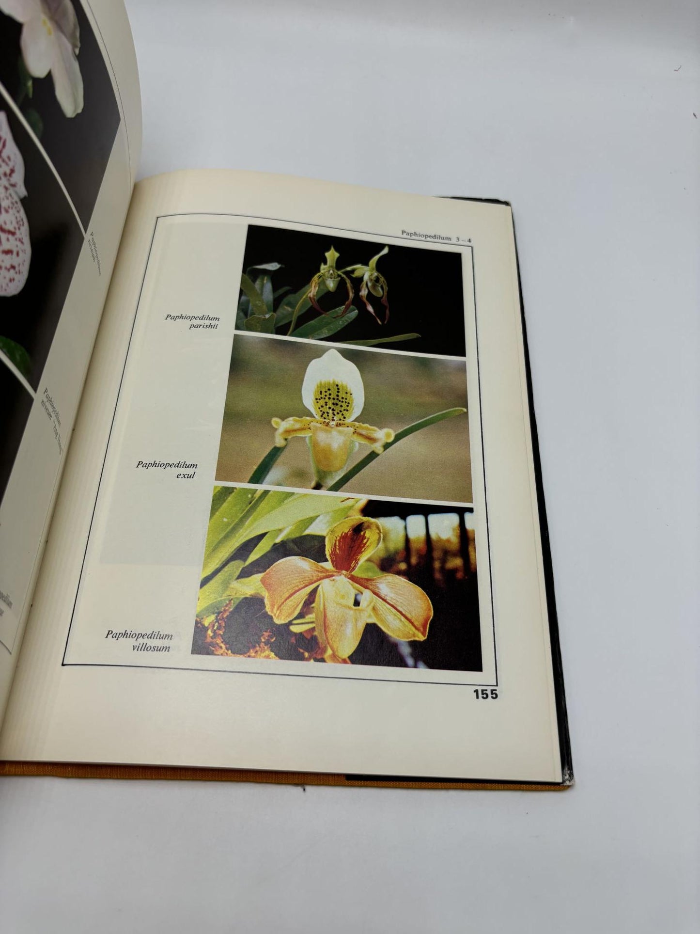 Beautiful Thai Orchid Species