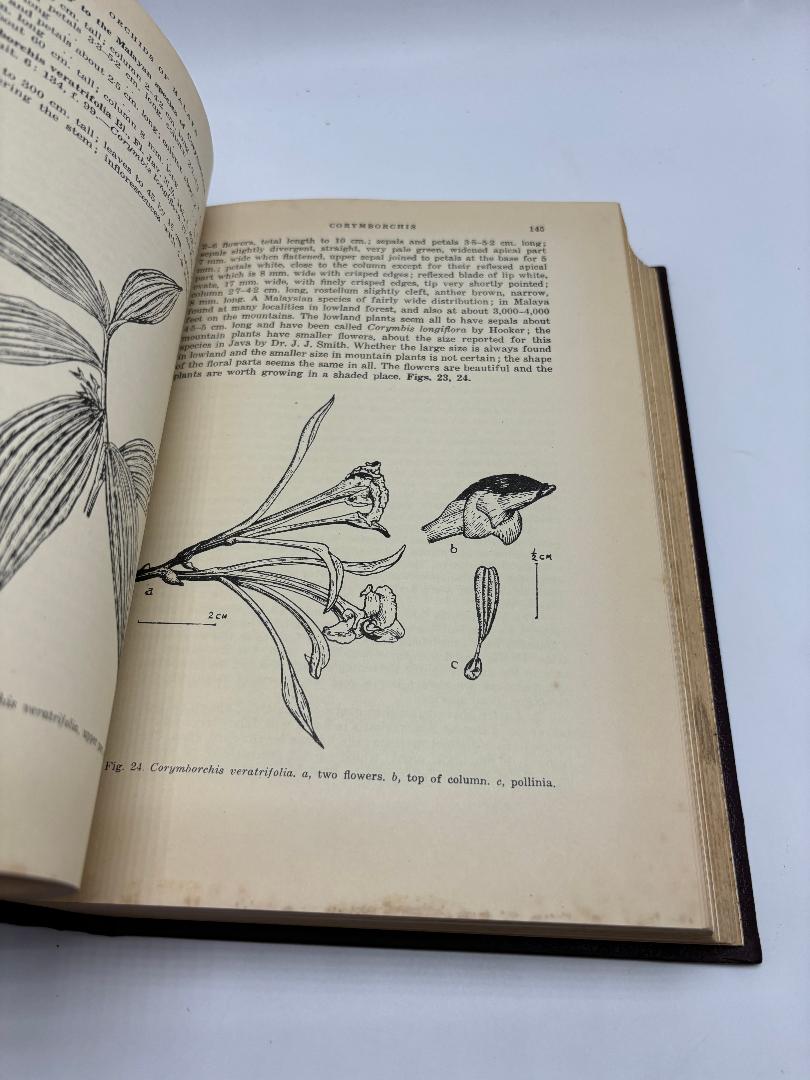 A Revised Flora of Mayala: An Illustrated Systematic Account Of The Malayan Flora, Including Commonly Cultivated Plants Volume I: Orchids Of Malaya