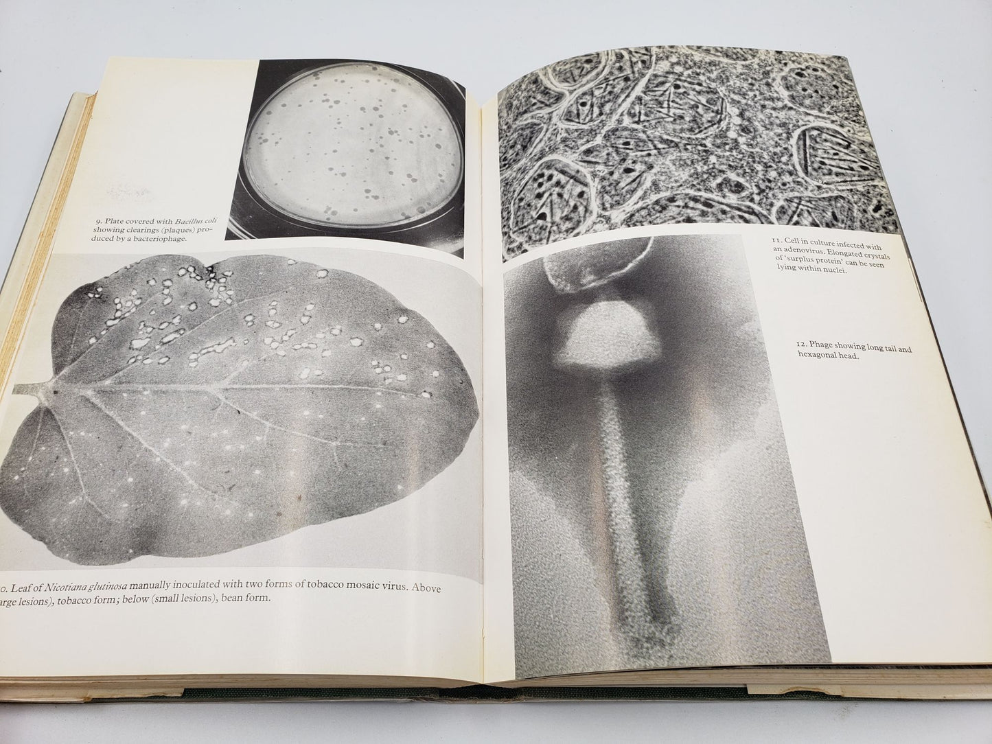 The Natural History of Viruses