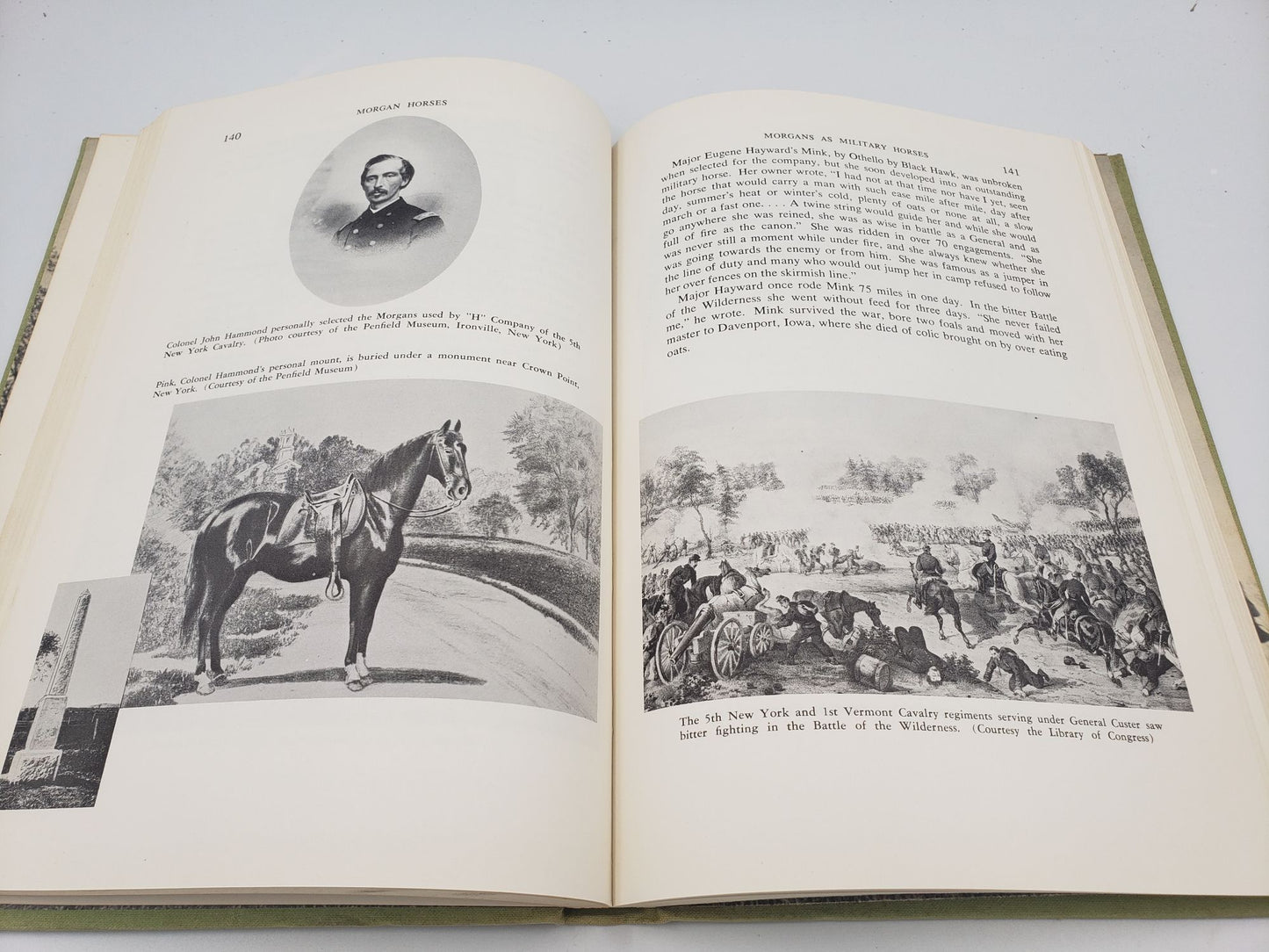 Morgan Horses
