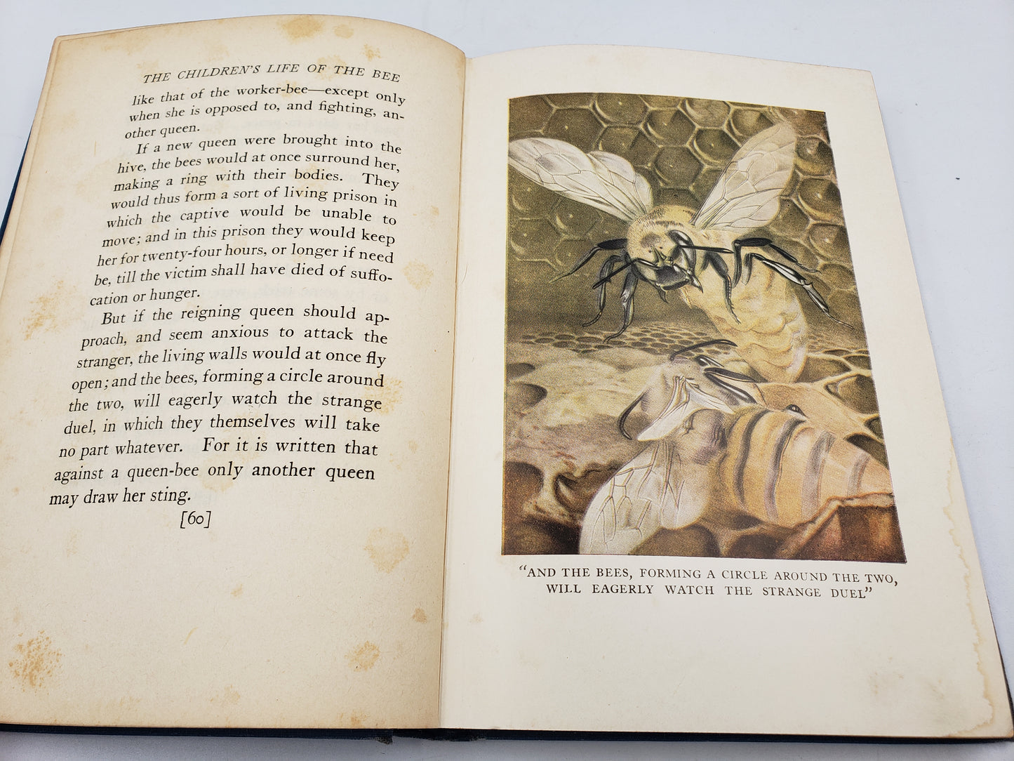The Children's Life Of The Bee
