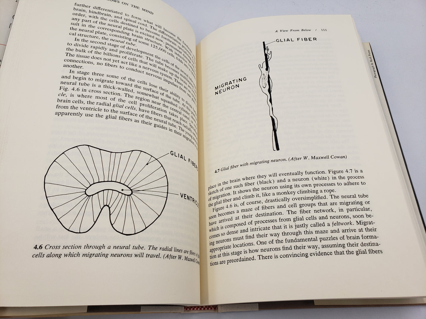 Windows On The Mind: Reflections On The Physical Basis Of Consciousness