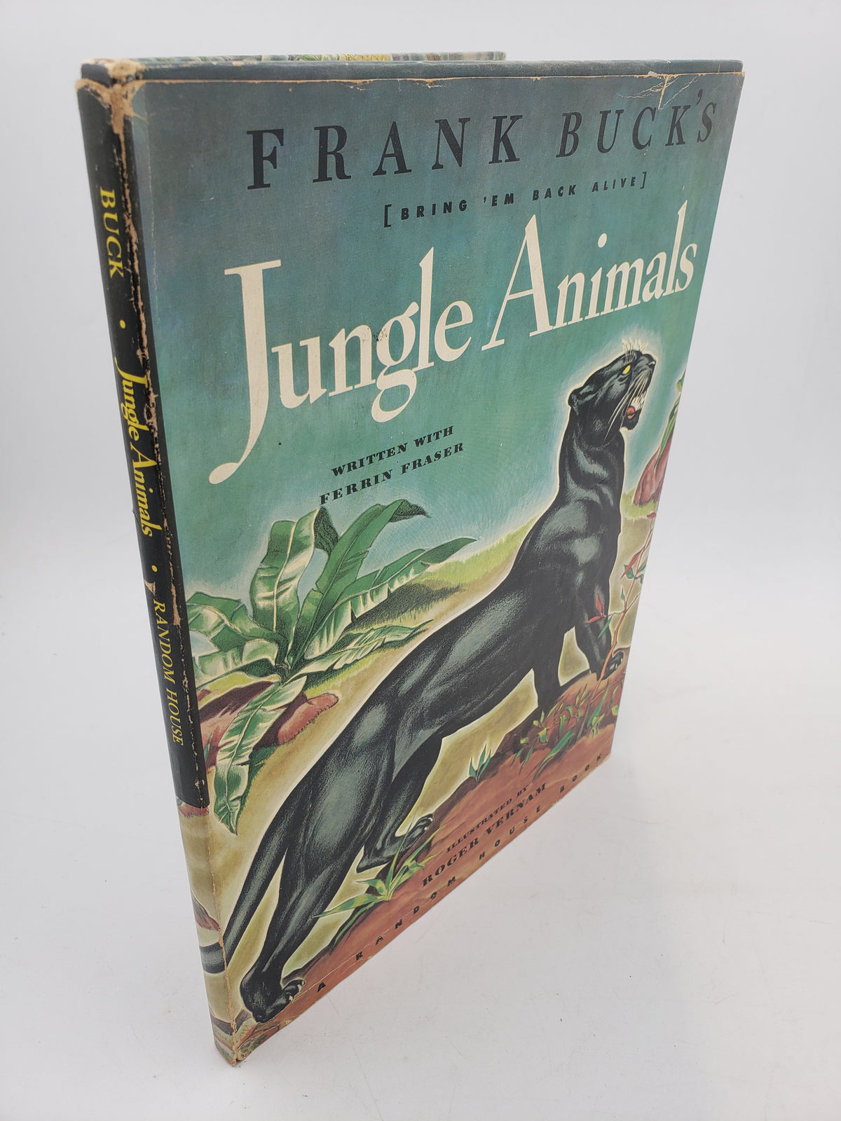 Jungle Animals