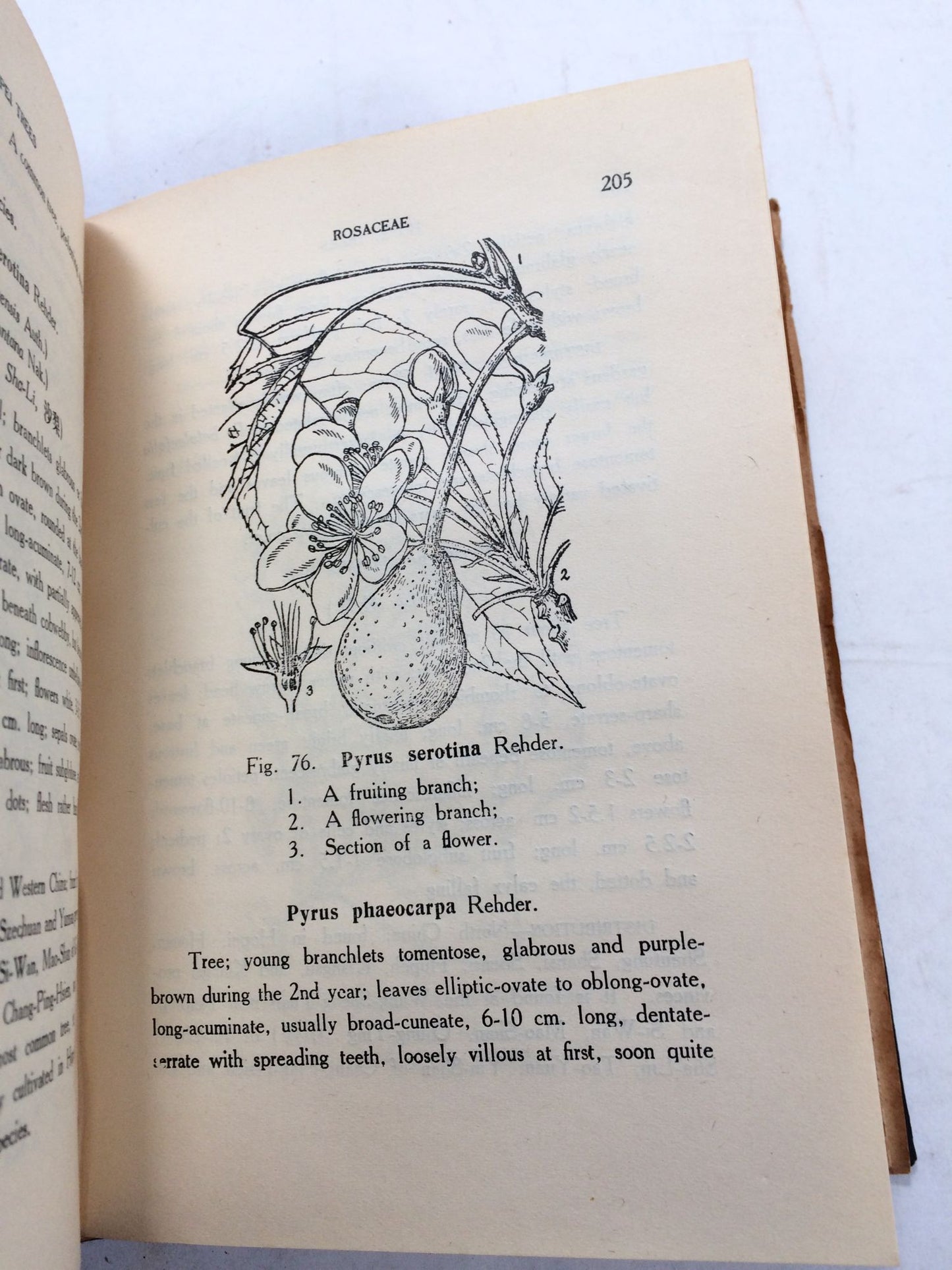 The Familiar Trees Of Hopei
