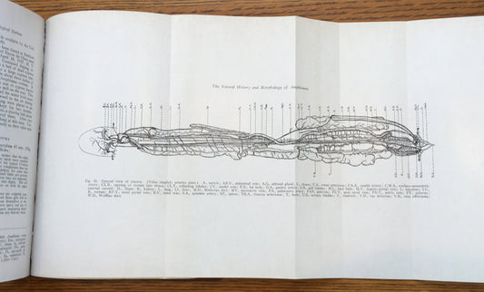 Report of the Reelfoot Lake Biological Stations, Volumes 7-9 and 11 (1943-1945, 1947)