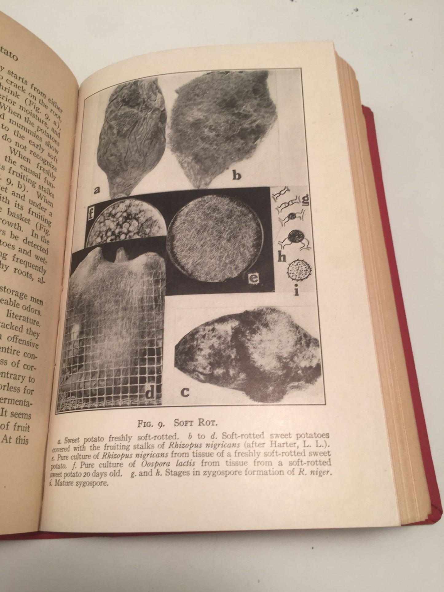 The Culture and Diseases of the Sweet Potato