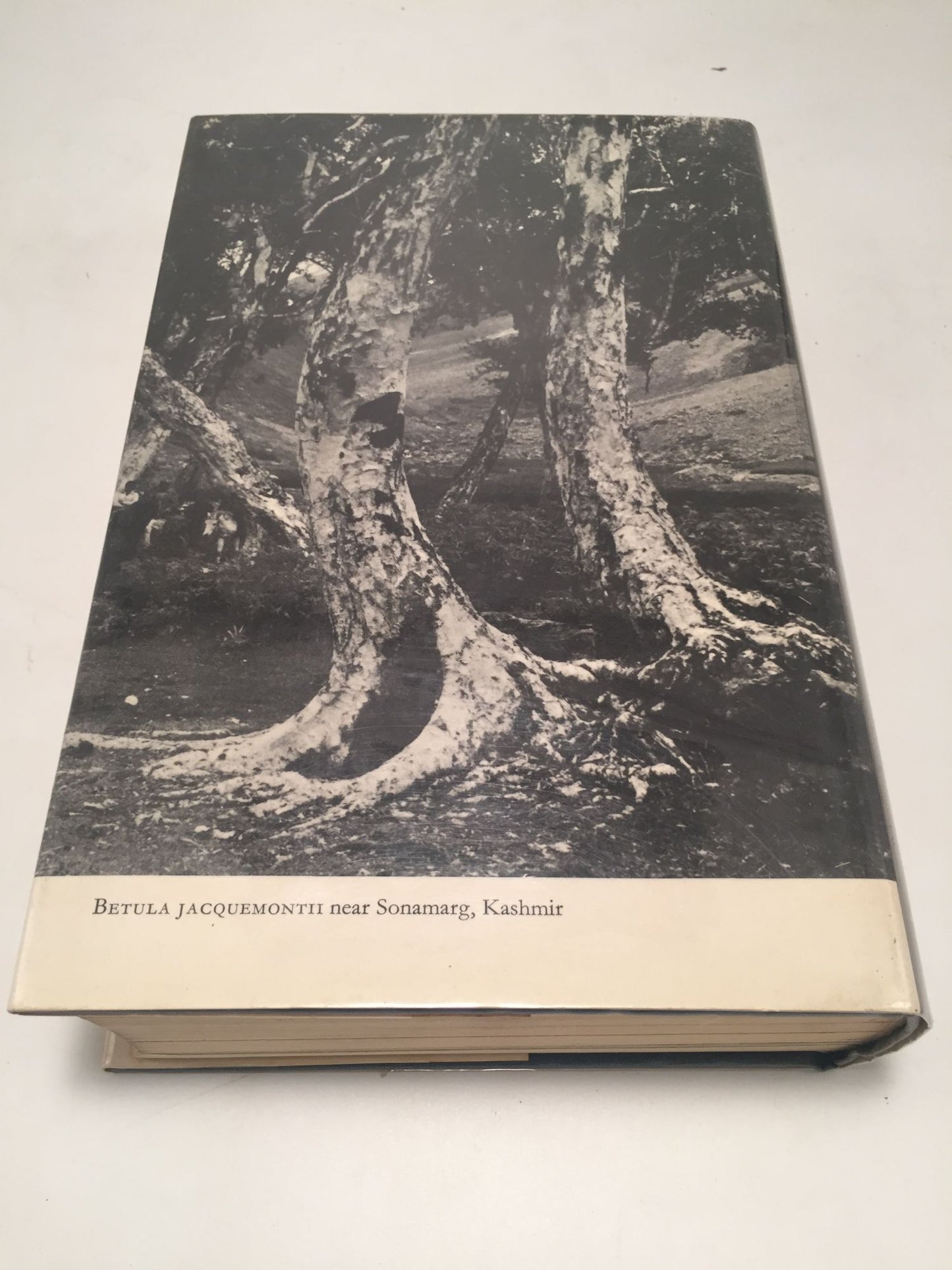 Trees and Shrubs: Hardy in the British Isles (Vol. 1)