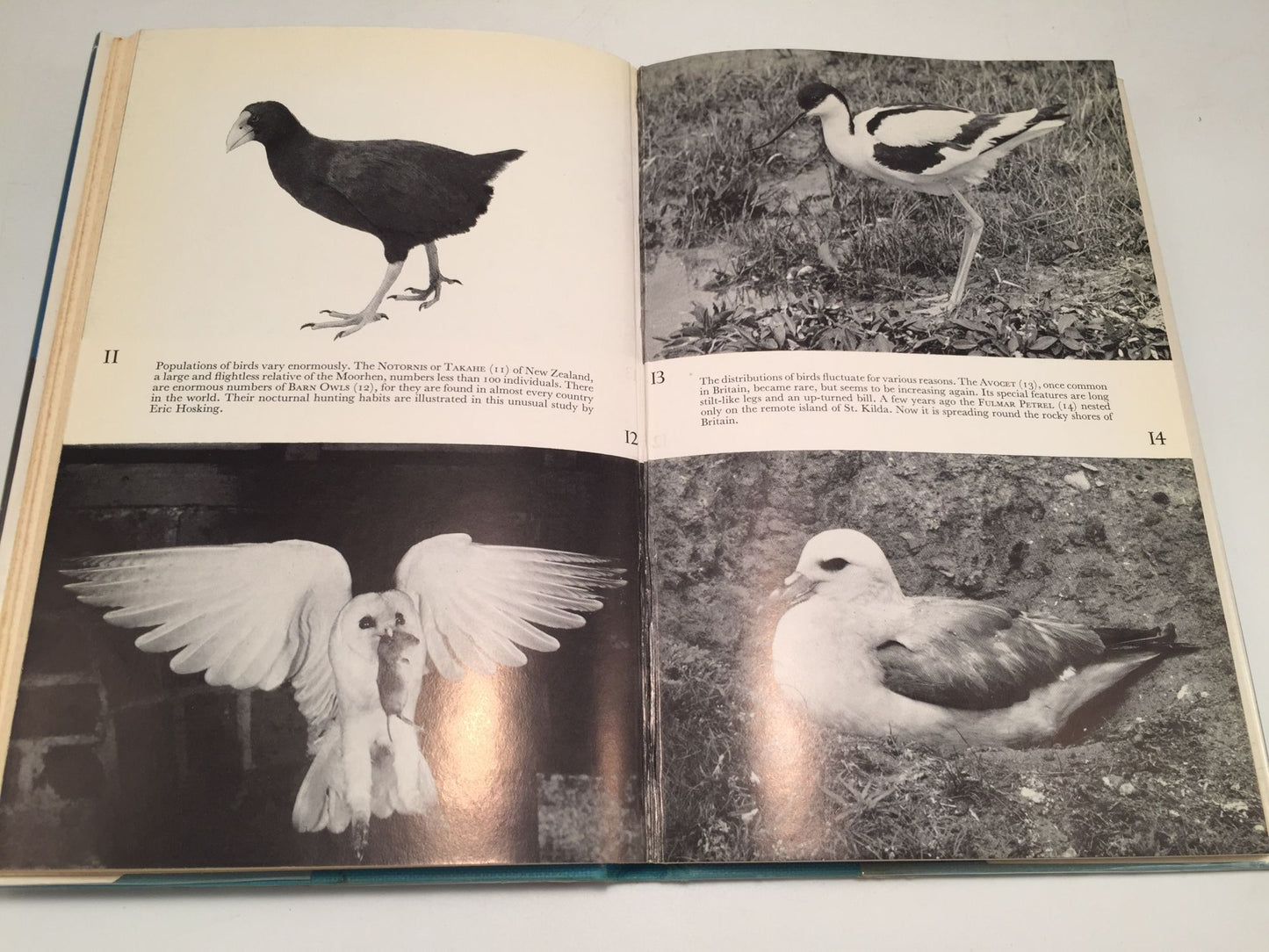 Instructions to Young Ornithologists: Bird Biology