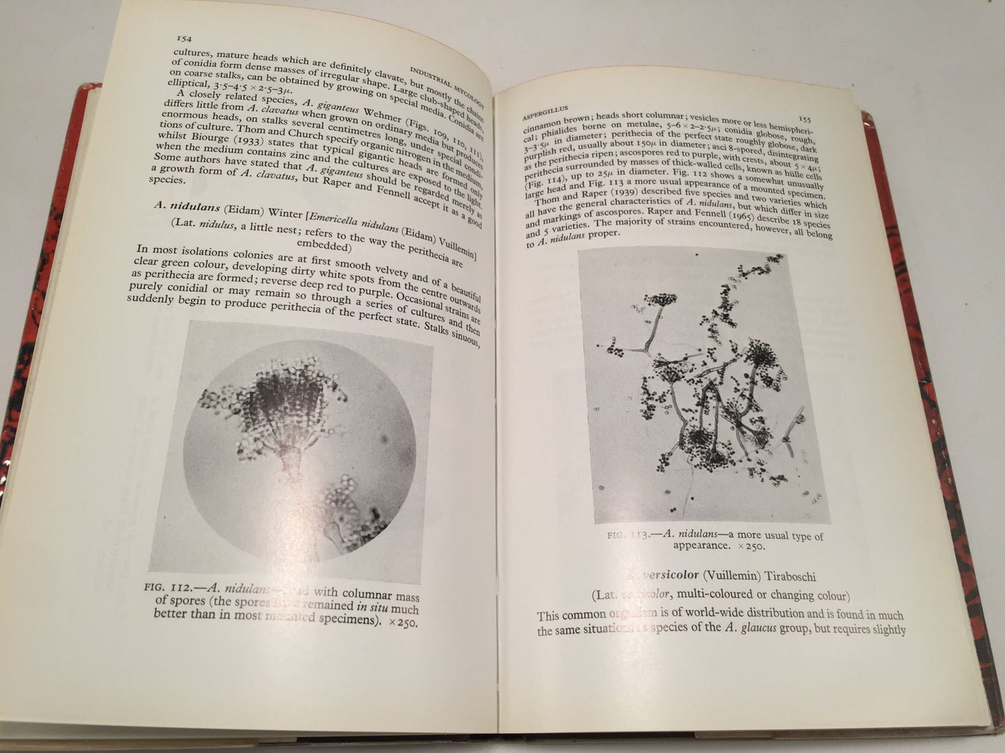 An Introduction to Industrial Mycology