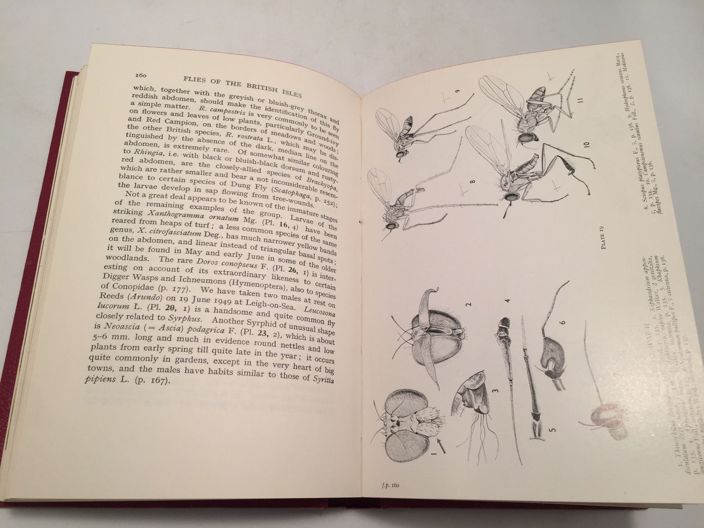 Flies of the British Isles