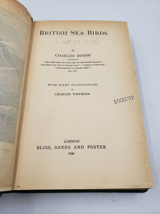 British Sea Birds