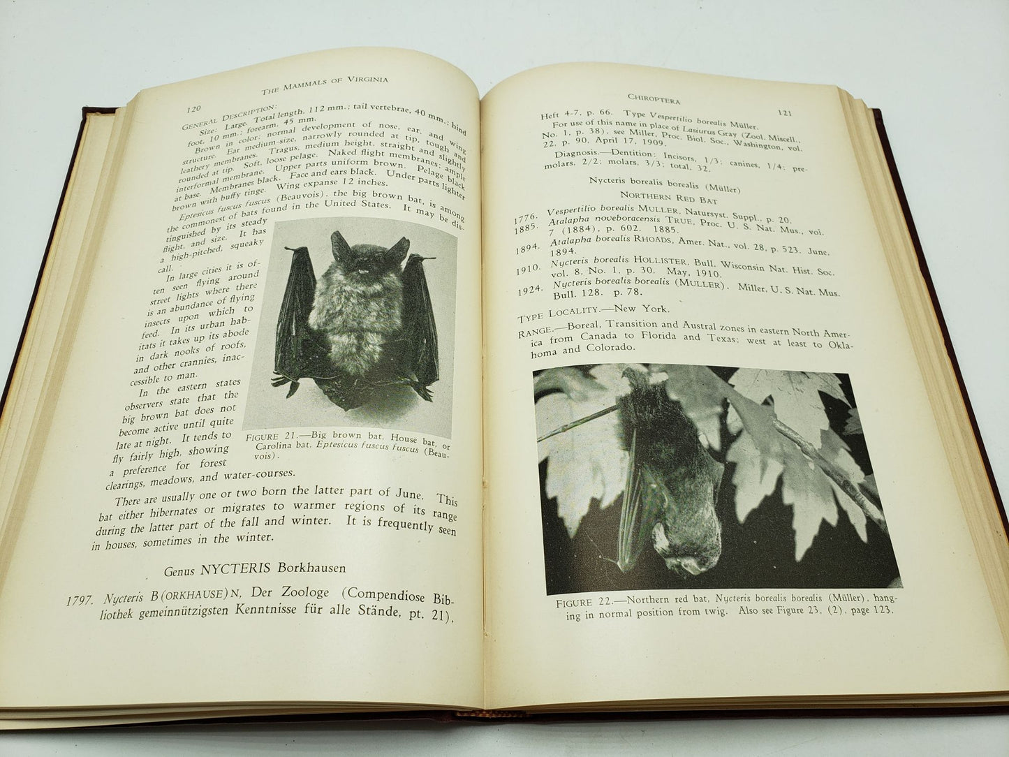 The Mammals of Virginia